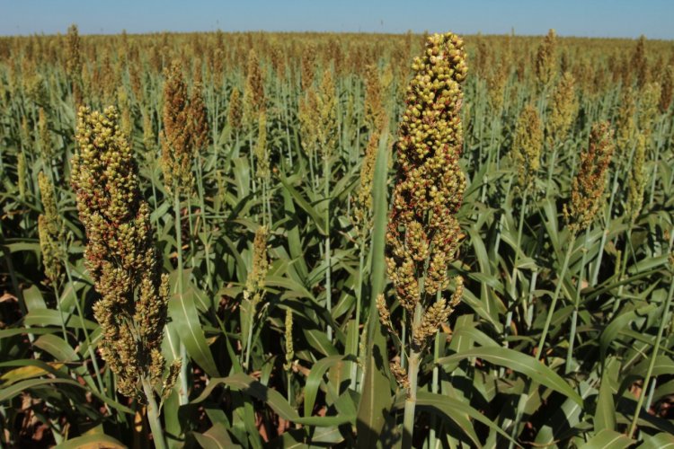 Goiás lidera a produção de sorgo e de girassol no País, aponta Radiografia do Agro 2022