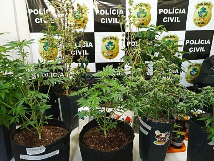 PC encontra estufa com cultivo de maconha em residências de Formosa