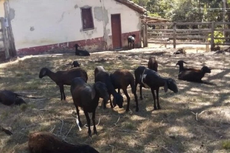 Cães matam mais de 30 cabras e ovelhas em fazenda de Alexânia