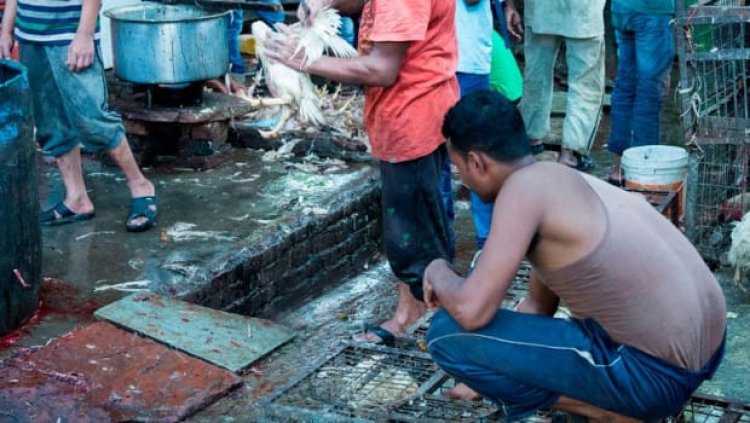 Covid surgiu realmente de animais vendidos em mercado de Wuhan, indica novos estudos