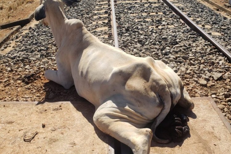 Bombeiros resgatam vaca presa em trilho de trem