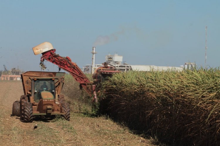 Goiás deve ser o 2º maior produtor de cana-de-açúcar e etanol e 3º de açúcar na safra 2022/23