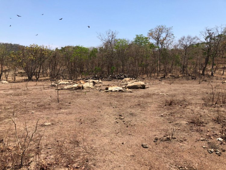 Operação na região de Posse identifica dezenas de bovinos em situação de abandono e fome