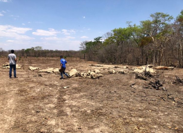 Operação na região de Posse identifica dezenas de bovinos em situação de abandono e fome