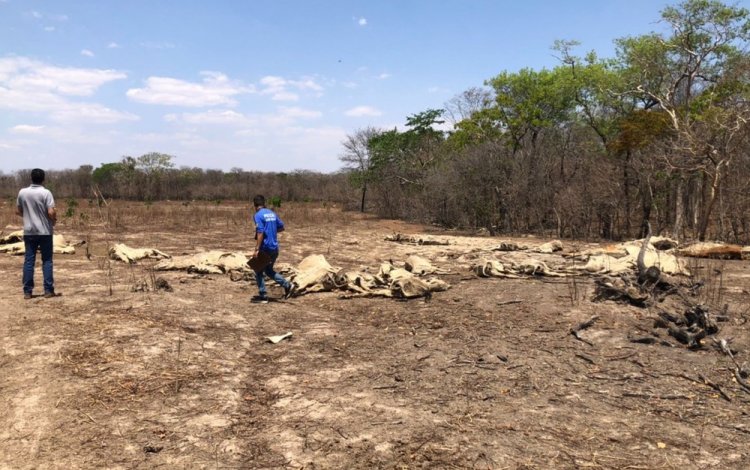 Fazenda onde mais de 130 cabeças de gado morreram de fome e sede é embargada, em Guarani de Goiás