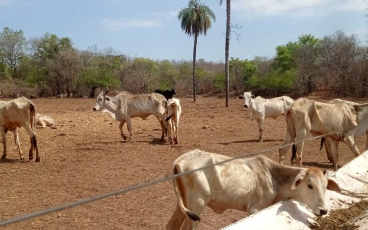 Fazenda onde mais de 130 cabeças de gado morreram de fome e sede é embargada, em Guarani de Goiás