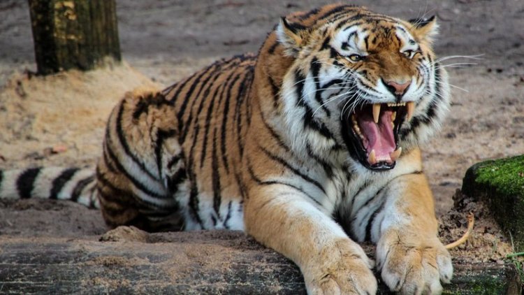 Tigre mata treze pessoas na índia e é capturado