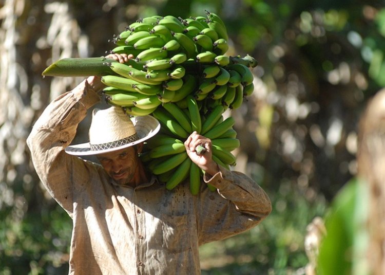 Agricultura familiar não terá que  contribuir  para Fundo de Infraestrutura