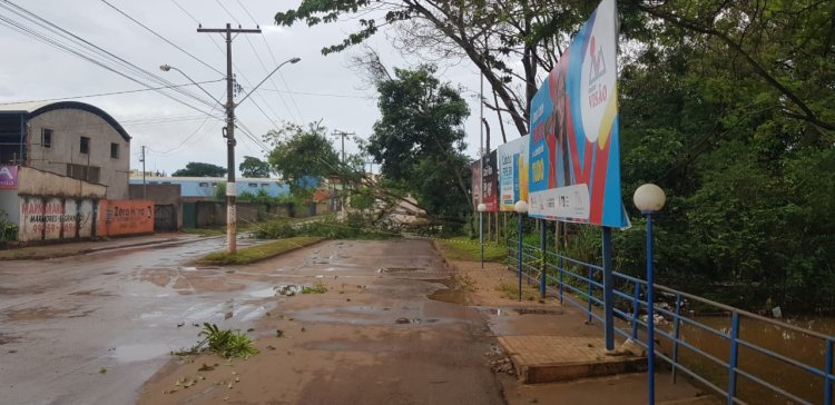 Formosa (GO): Árvore cai, atinge fiação elétrica e causa transtornos aos moradores do Jardim Califórnia