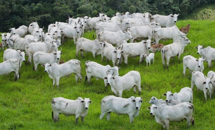 Goiás alcança índice vacinal de 98,59% contra aftosa