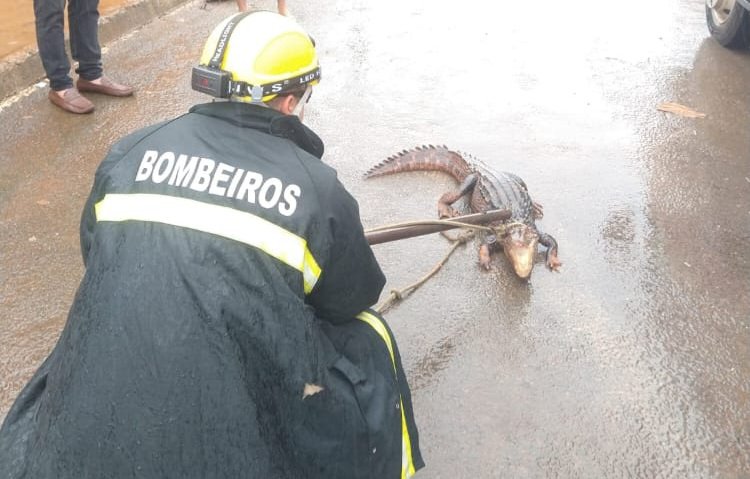 Bombeiros resgatam jacaré que passeava em plena luz do dia em Formosa