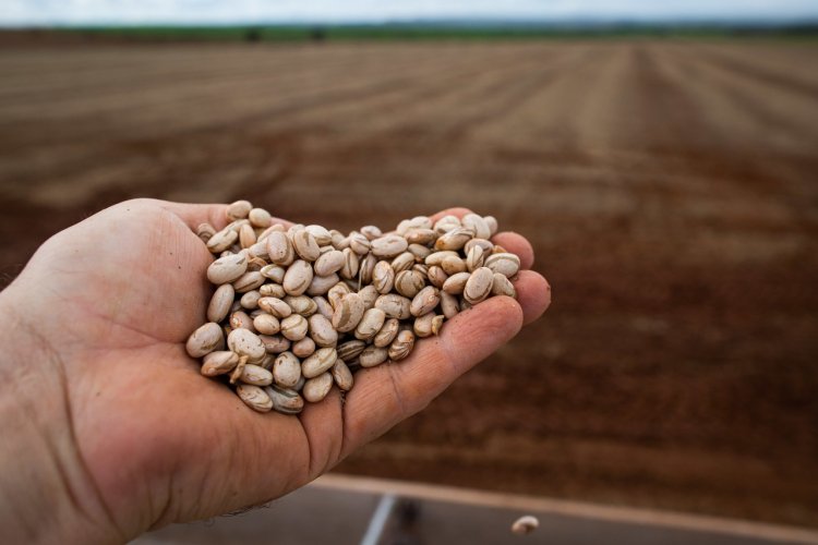 Goiás deve crescer produção de arroz e feijão ante a tendência de queda no país