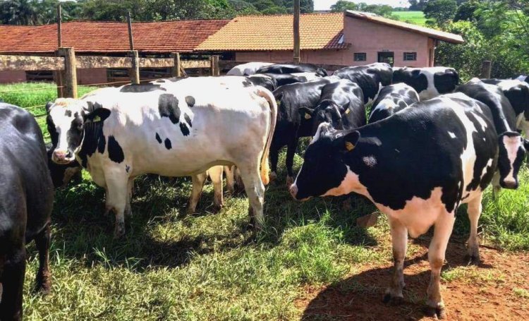 Agrodefesa certifica fazendas como propriedades livres de brucelose e tuberculose