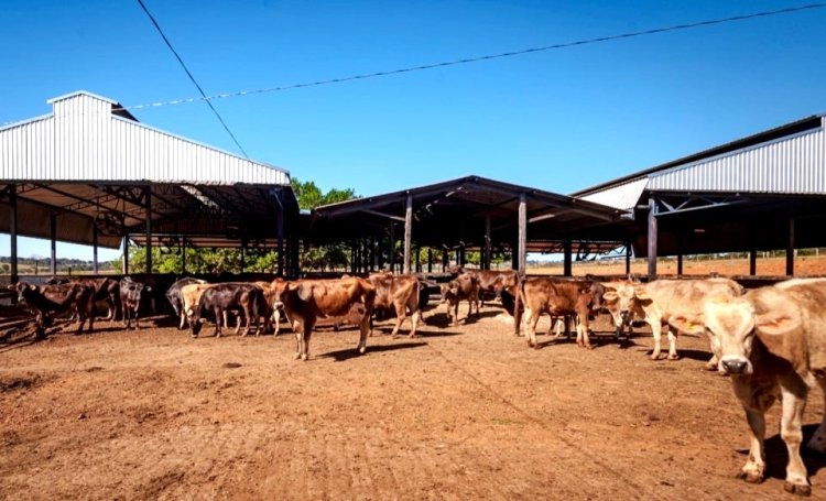 Agrodefesa certifica fazendas como propriedades livres de brucelose e tuberculose