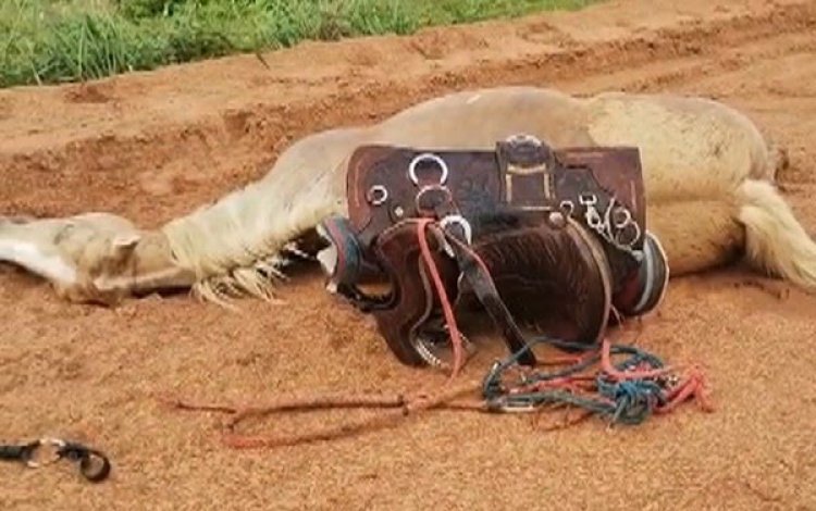 Menino fica ferido e égua morre após serem atingidos por raio enquanto cavalgavam por fazenda de Goiás