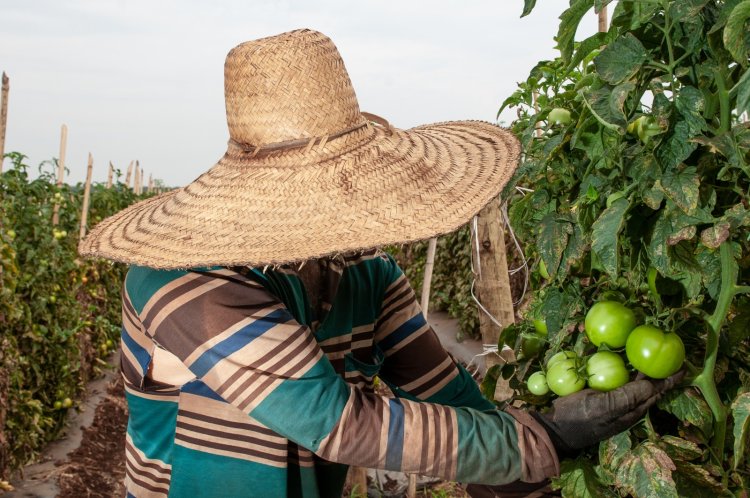 Goiás foi o quarto Estado que mais criou empregos formais no agronegócio em 2022