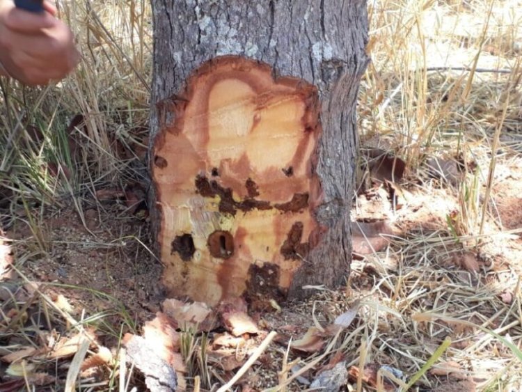 Símbolo do Cerrado: pequi está sendo ameaçado por praga que devorada pequizeiros