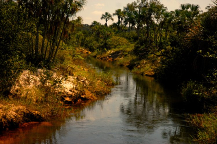 Dia Mundial da Água: Cerrado pode perder quase 34% da água até 2050