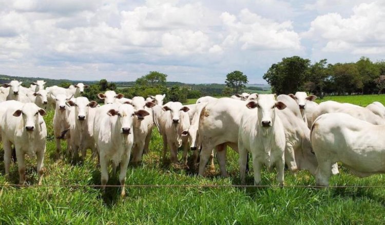 Prazo para vacinação do rebanho contra a raiva termina dia 31