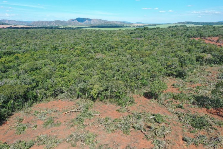 Desmatamento recua em Goiás em 2022, revela Mapbiomas