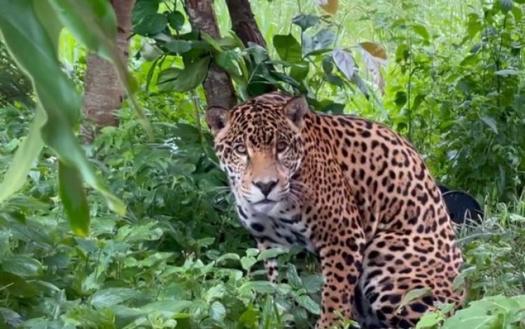 Rio Araguaia e o corredor ecológico da onça-pintada