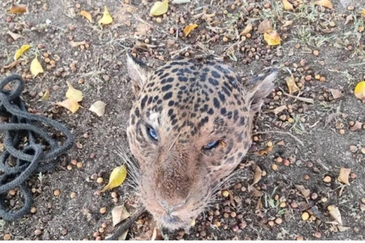 Homem é preso sob acusação de matar onças-pintadas para alimentar cães da fazenda