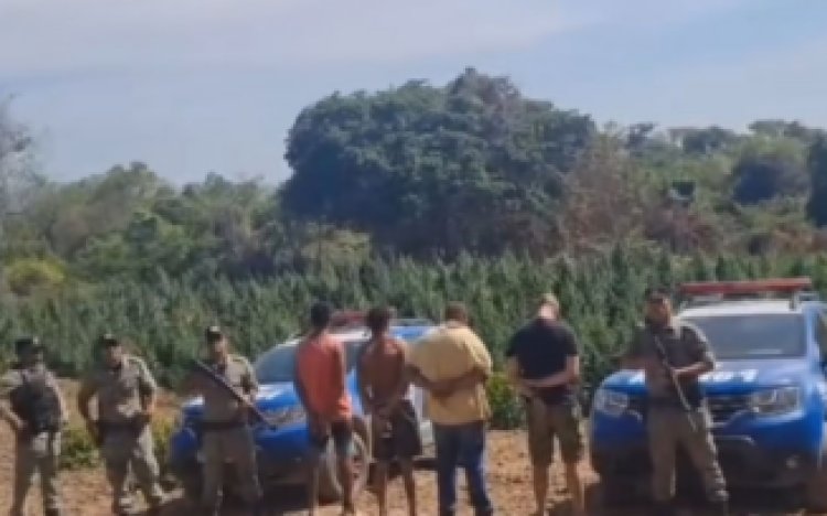 Polícia Militar prende cinco suspeitos de cultivar plantação de maconha transgênica no Nordeste de Goiás