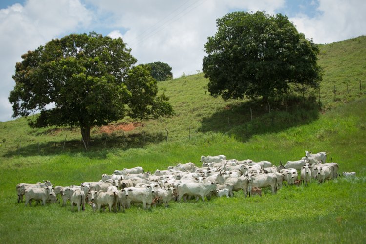 Bovinocultura goiana vai receber mais de R$ 47 milhões do FCO Rural