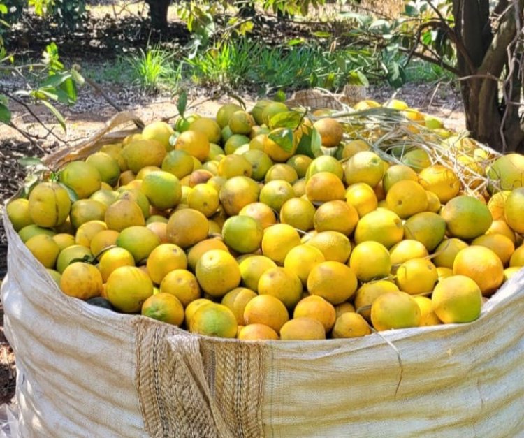 Ações da Agrodefesa garantem qualidade da produção de citros no estado