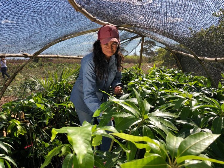 Governo de Goiás seleciona produtores para projeto de Fruticultura Irrigada do Vão do Paranã