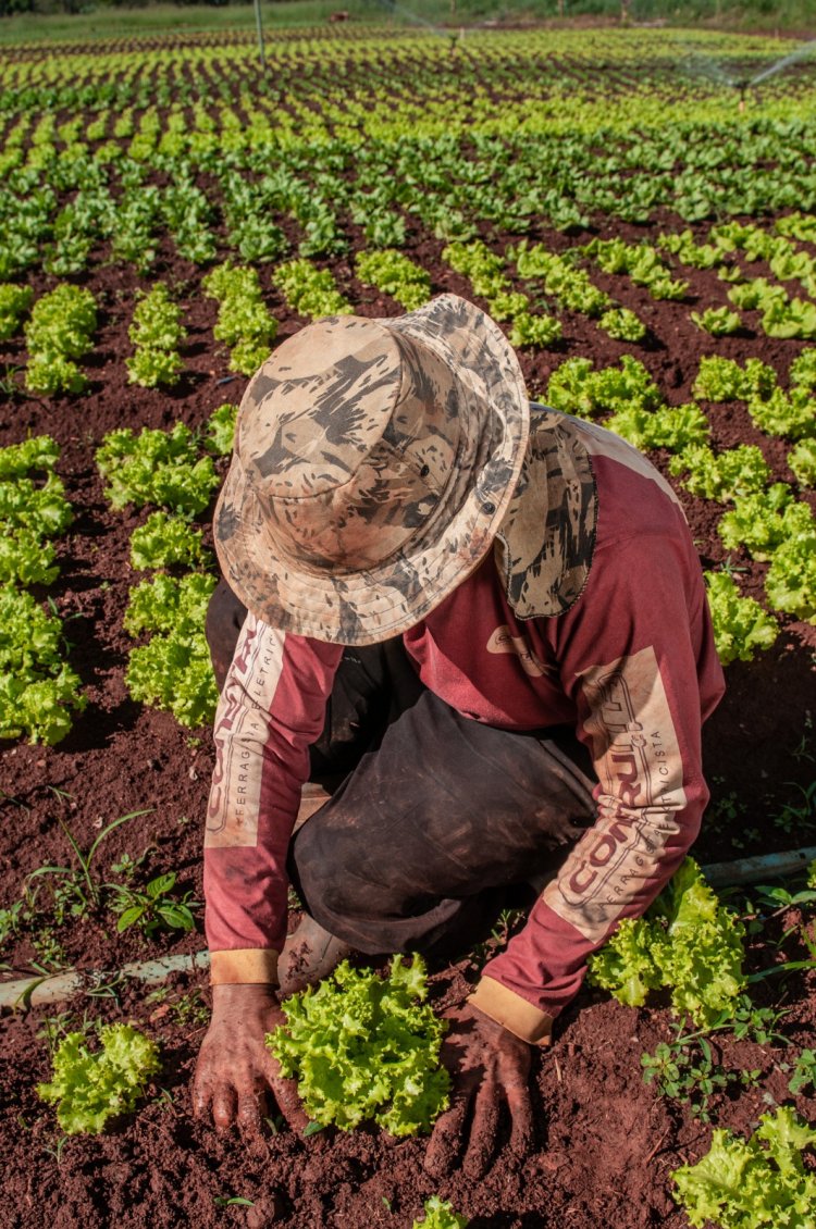 PAA Goiás 2023 investe R$ 12 milhões no fomento da agricultura familiar