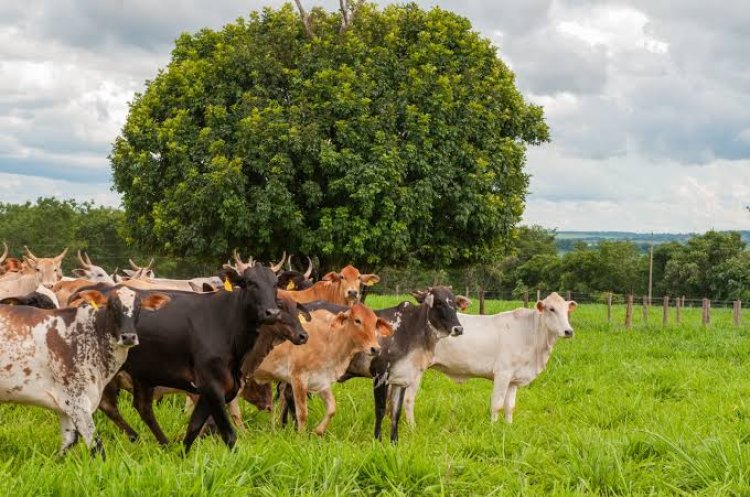 Governo de Goiás orienta pecuaristas sobre prazos e novas regras para declaração de rebanho