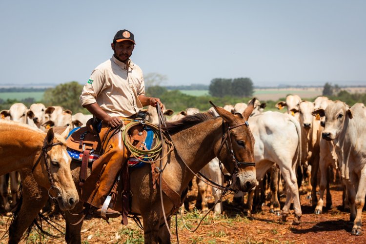 Dia do Trabalhador: agropecuária goiana gera 6,7 mil empregos em 2024