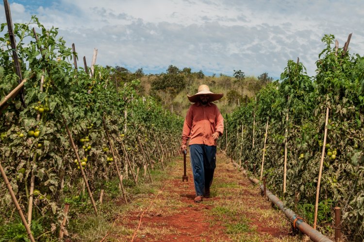 Dia do Trabalhador: agropecuária goiana gera 6,7 mil empregos em 2024