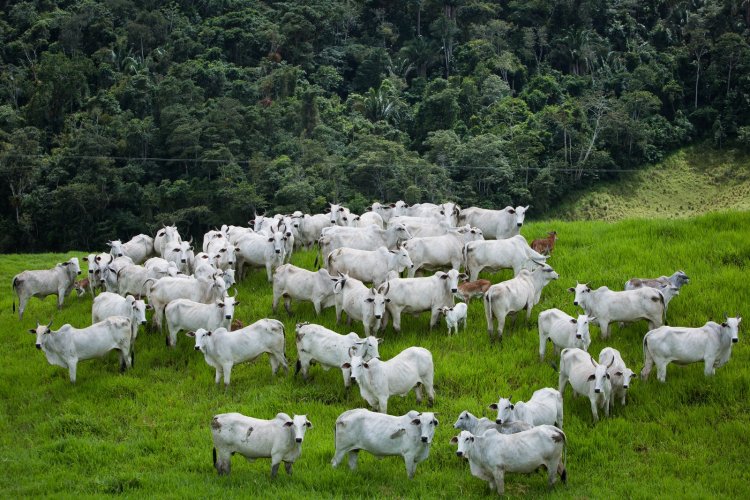 Abate de bovinos bate recorde e chega a 1 milhão de cabeças em Goiás