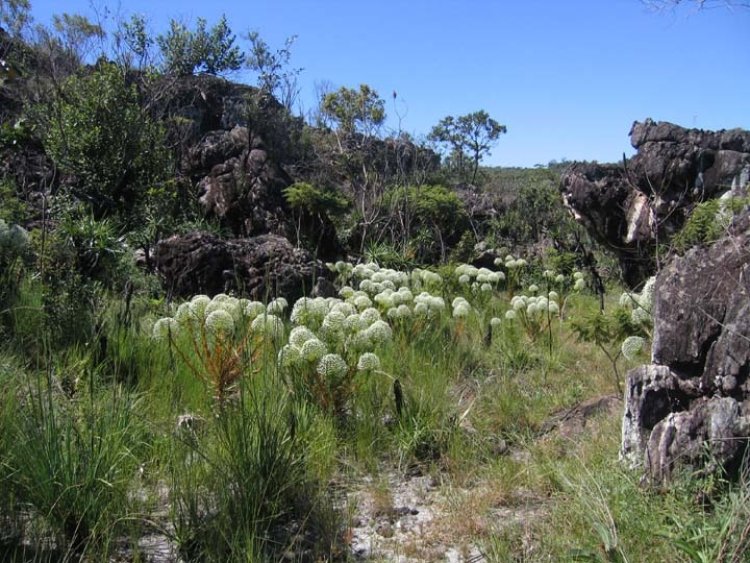 Devastado, Cerrado predomina em Goiás mas divide espaço com Mata Atlântica