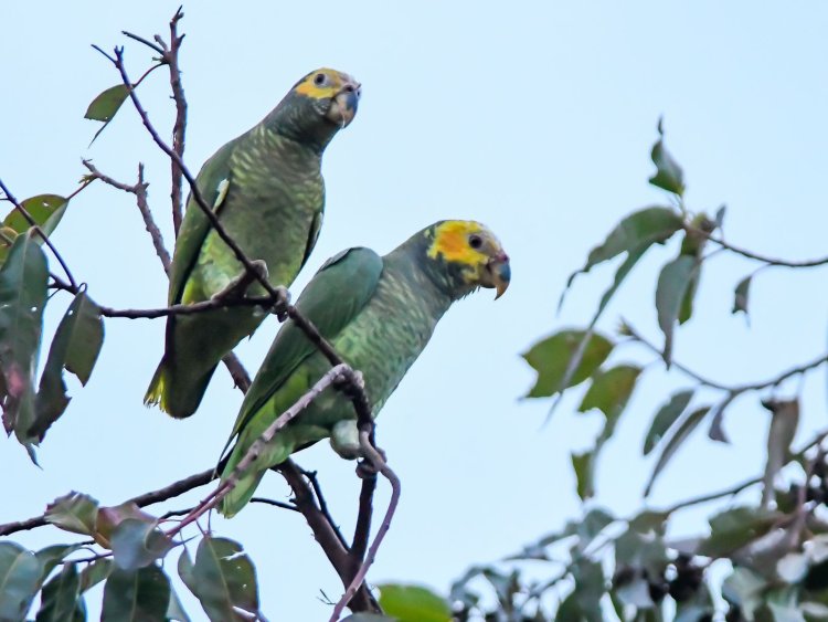 Biodiversidade do Cerrado favorece turismo de observação de pássaros