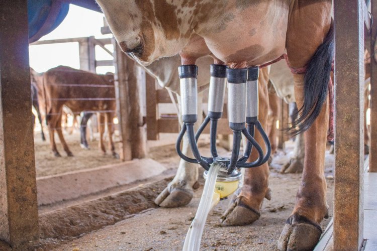 Medidas de apoio ao produtor fortalecem a cadeia láctea em Goiás