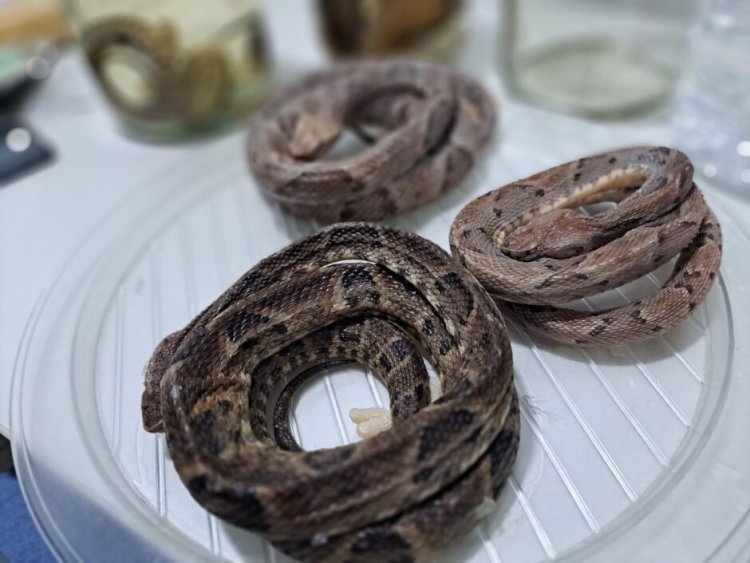 Mais de 22 pessoas foram vítimas de picadas de serpentes em Goiás este ano