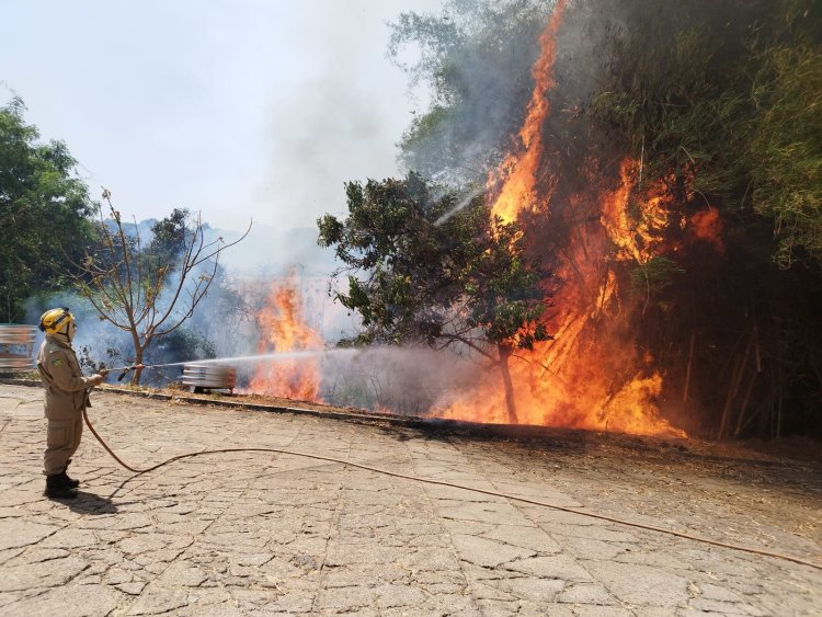 Caiado cobra governo federal e defende punições mais severas para combater incêndios