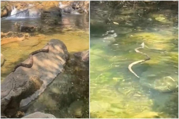 Estudante dá de cara com cobra "tomando sol" em cachoeira de Formosa