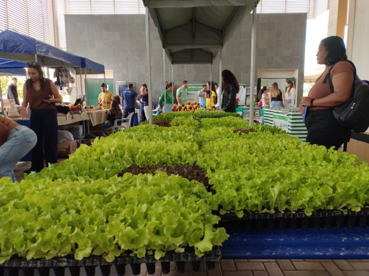 Feira do Produtor em Posse movimenta o IF Goiano e valoriza a agricultura familiar