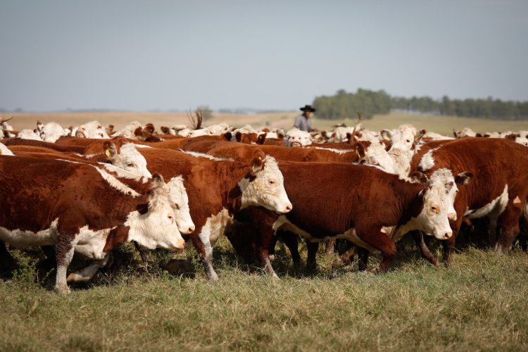 Em alta, abate de bovinos atinge 1,06 milhão de animais em Goiás