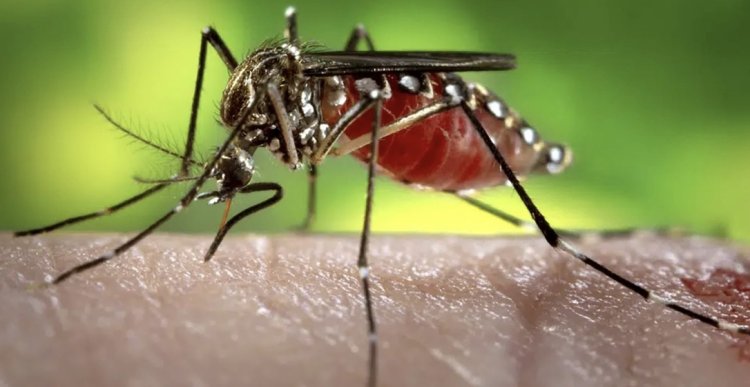 Segunda morte por dengue é confirmada em Goiás em 2025