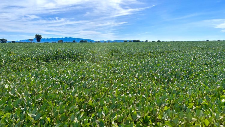 Goiás deve ter recorde no valor bruto da produção agropecuária em 2025